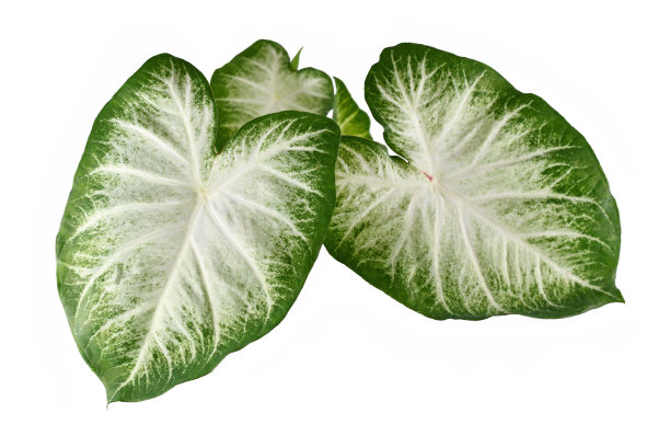 具有白色和绿色大叶子的奇异的“Caladium Aaron”室内植物的俯视图图片下载