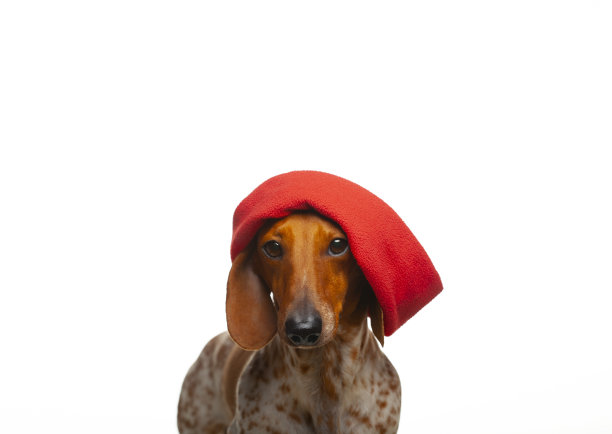 狗的图像白色背景图片下载