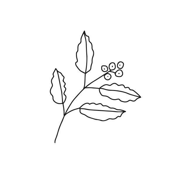 手绘涂鸦矢量插图成熟的红色咖啡豆植物与绿色的叶子。孤立在白色背景上。图片下载