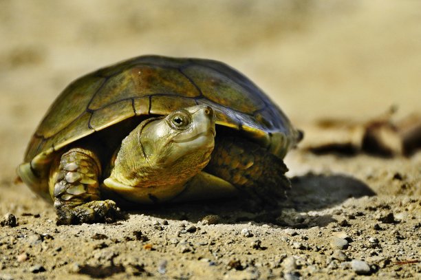 在自然环境中的爬行动物图片下载