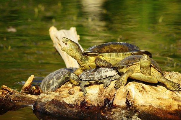 在自然环境中的爬行动物图片下载