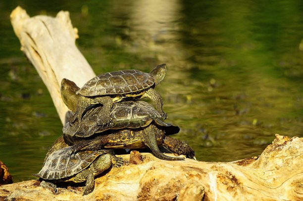 在自然环境中的爬行动物图片下载