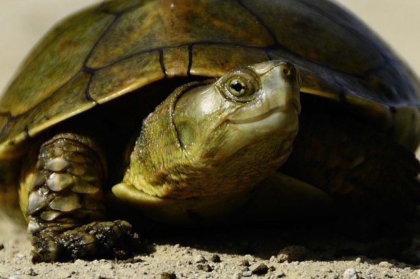 在自然环境中的爬行动物图片下载
