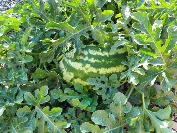 西瓜和植物的特写图片下载