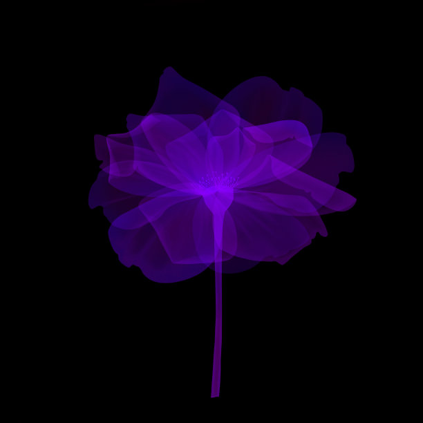 粉色透明的玫瑰图片下载