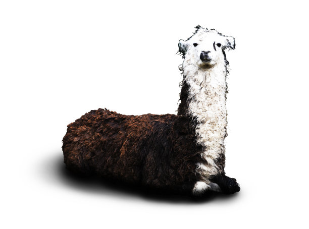 一只羊驼躺在地上的特写镜头图片下载