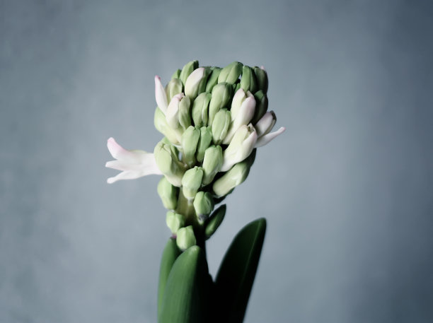 风信子的花。图片下载