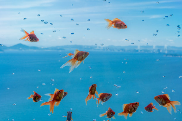 金鱼在蓝天的映衬下优雅地游动图片下载