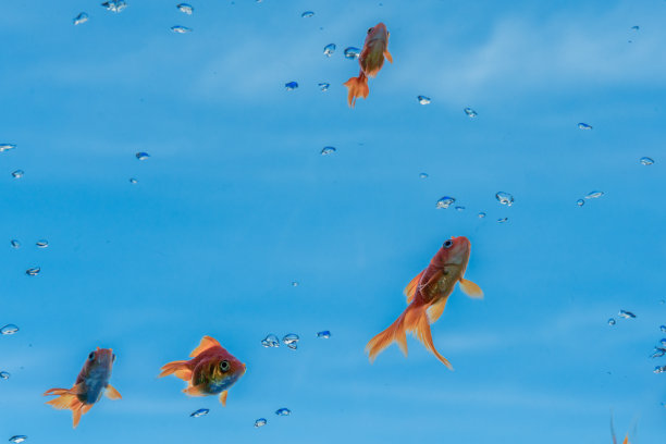金鱼在蓝天的映衬下优雅地游动图片下载