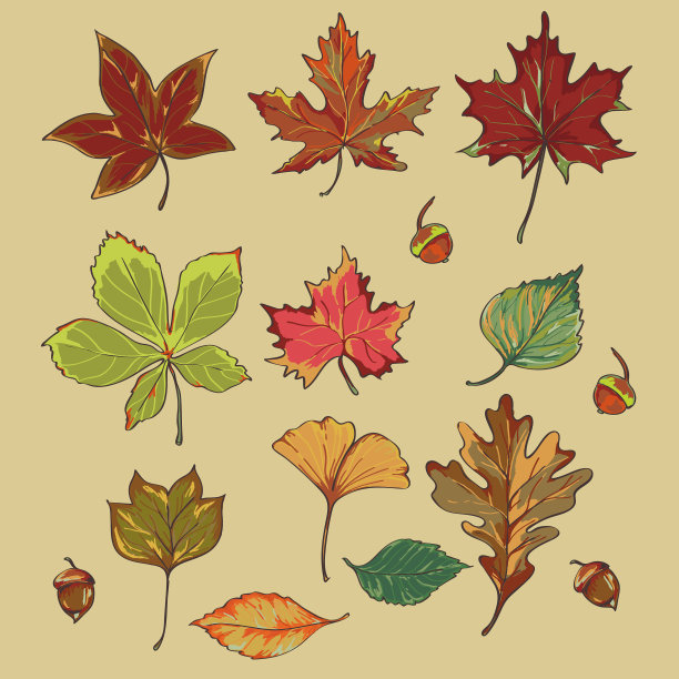 秋天的落叶图片下载