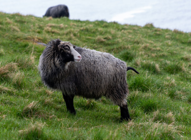 绵羊和公羊在大西洋的一个岛屿的牧场上图片下载