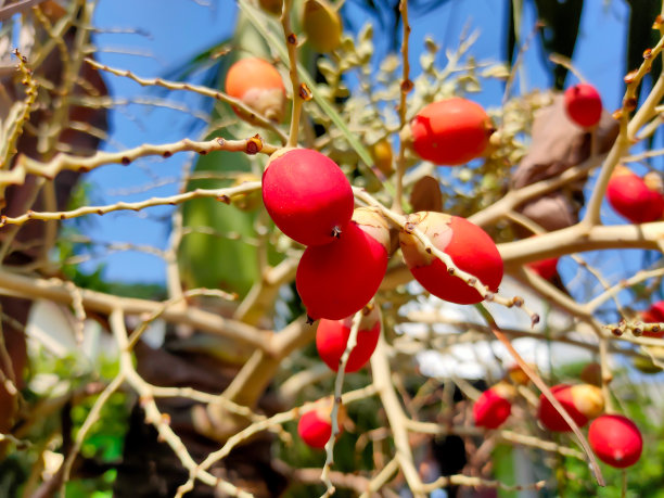 带有红色果实的槟榔图片下载
