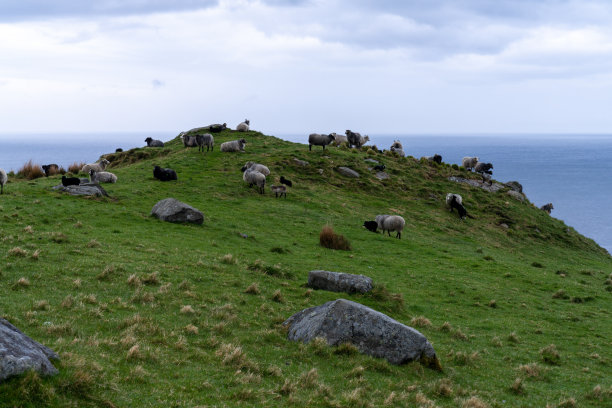 绵羊和公羊在大西洋的一个岛屿的牧场上图片下载