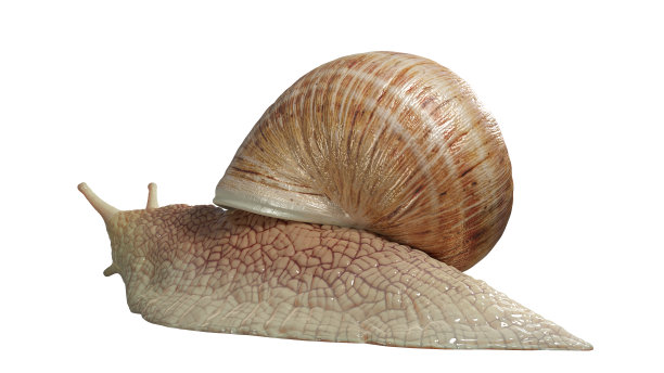 花园蜗牛孤立在白色背景。图片下载