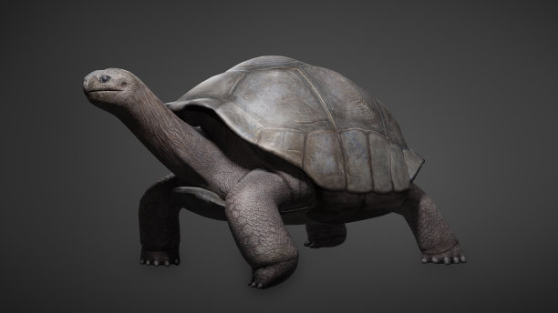 亚达伯拉大龟加拉帕戈斯龟向前走。隔离在黑色背景键，choroma键。图片下载