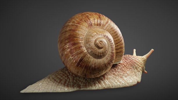 花园蜗牛孤立在黑色背景。三维渲染图片下载
