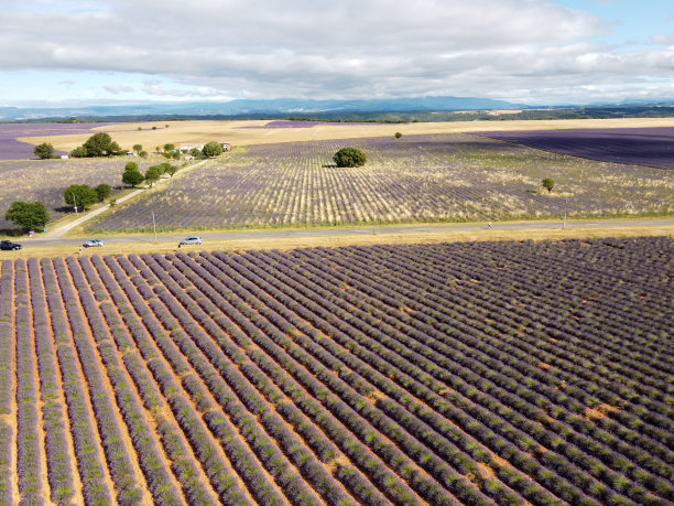 法国南部的旅游胜地，从空中俯瞰7月在瓦朗索高原上盛开的五颜六色的薰衣草和薰衣草。图片下载