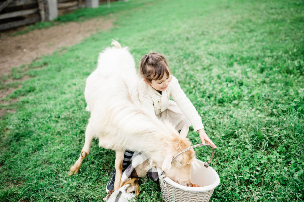 小女孩在农场喂山羊。图片下载