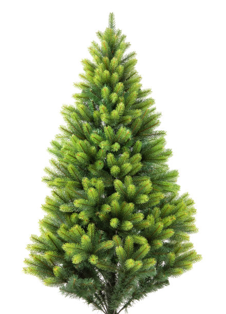 云杉树孤立在白色图片下载