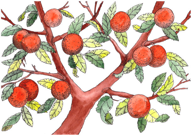 水彩画的橘子树与水果和叶子图片下载