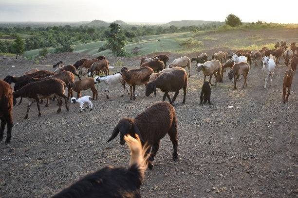 大黑公羊，长着巨大的旋转的角，夹在田野里的白色绵羊中间图片下载