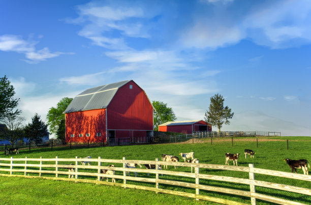 在围栏和谷仓后面吃草的牛——印第安纳州克林顿县图片下载