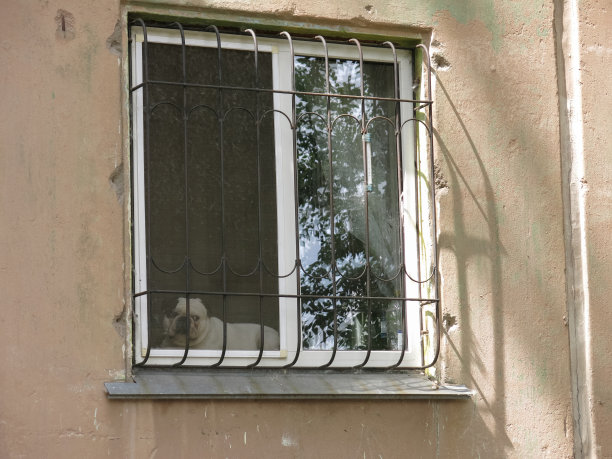 一只狗看起来图片下载