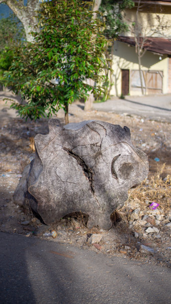 路上有木头和大树根图片下载