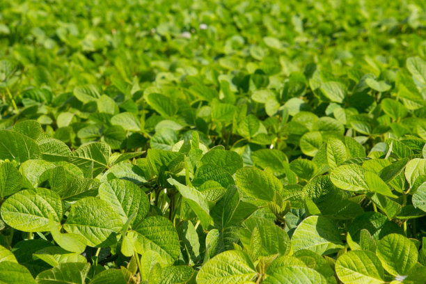 大豆田的绿叶图案图片下载