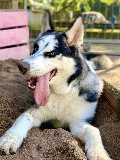 哈士奇小狗图片下载