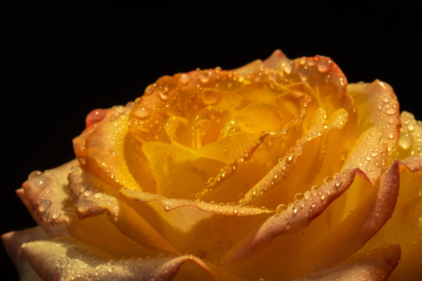 豪华的淡黄色玫瑰在黑色背景上。露珠落在花瓣上。低调照片。极端的花朵特写图片下载