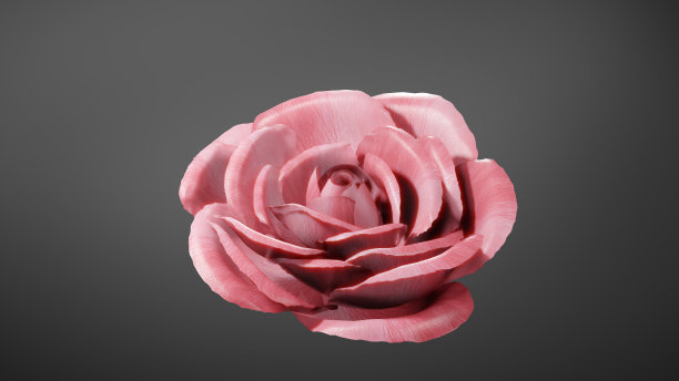 美丽的粉红色玫瑰孤立在灰色的背景。粉色玫瑰开花图片下载