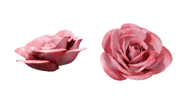 美丽的粉红色玫瑰孤立在白色的背景。粉色玫瑰开花图片下载