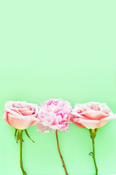 绿色背景上有粉红色的玫瑰和牡丹。花边，文字或产品的自由空间。俯视图，florak公寓。垂直的照片。图片下载
