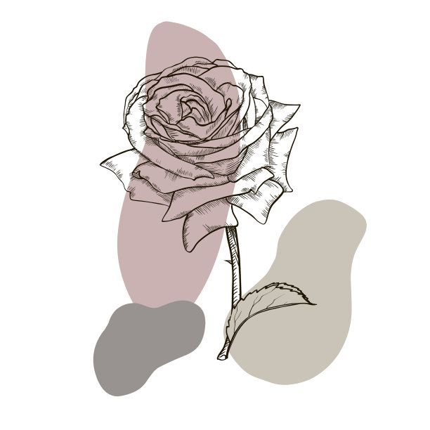 一个美丽的玫瑰图片下载