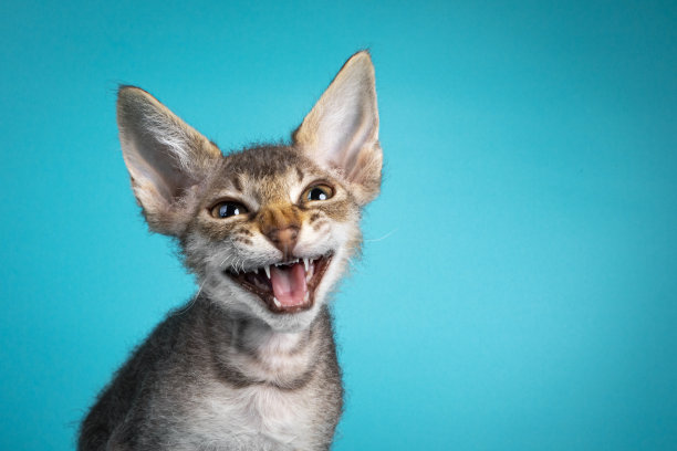 蓝绿色背景上的小猫咪图片下载