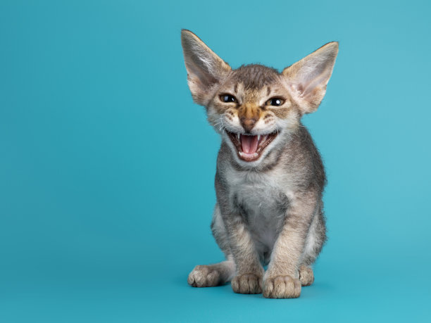 蓝绿色背景上的小猫咪图片下载