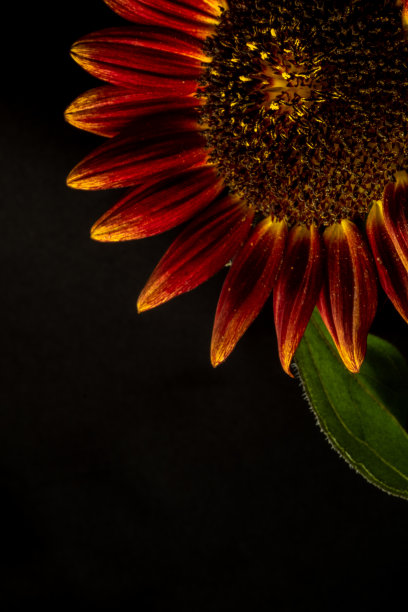 黑色背景上的红色向日葵。低调照片图片下载