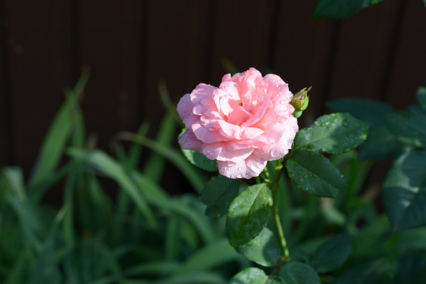 夏日里，太阳照耀着粉红色的玫瑰，露珠点点图片下载