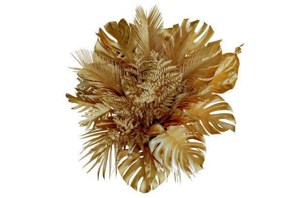 金黄色叶子的热带植物灌木(水灵灵、棕榈、橡胶树、松树、燕窝蕨)，花的安排室内花园自然的背景隔离在白色的背景泰国，修剪小径。图片下载