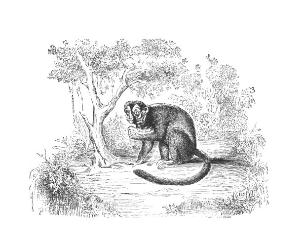 森林里的猴子，古董雕刻插图图片下载