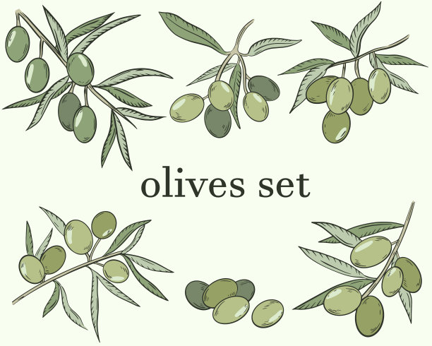 素描橄榄一套橄榄浆果图片下载