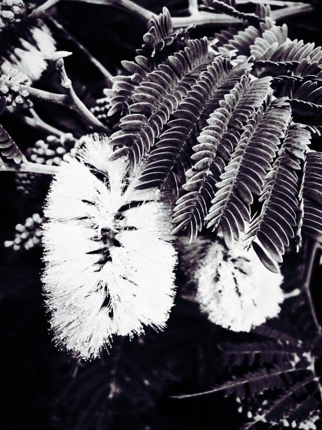 刷荆(金合欢)在黑色和白色图片下载