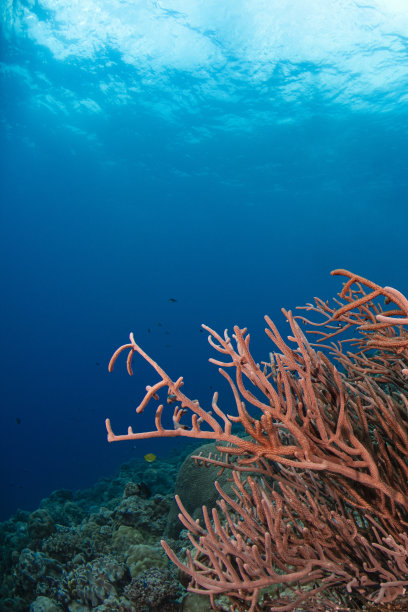 密克罗尼西亚帕劳群岛的西亚角的珊瑚礁图片下载