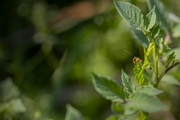 蝎子飞肖像图片下载