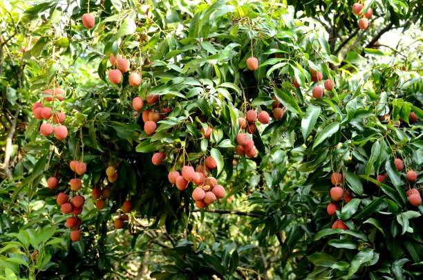 特写这串红色成熟的荔枝，叶子和树枝在绿色棕色的背景下。图片下载