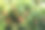 特写这串红色成熟的荔枝，叶子和树枝在绿色棕色的背景下。图片下载