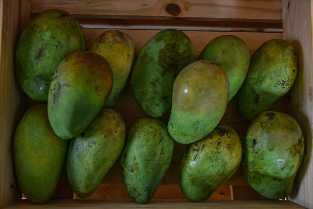 鲜青芒果图片下载