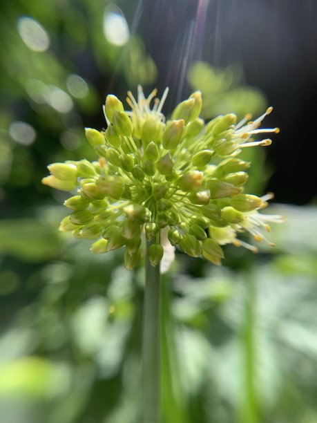 洋葱盛开图片下载