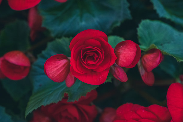 红玫瑰背景图片下载